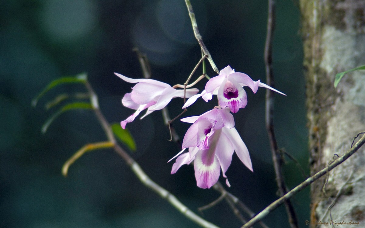 Dendrobium maccarthiae Thwaites